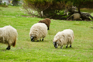sheep and lambs in the field