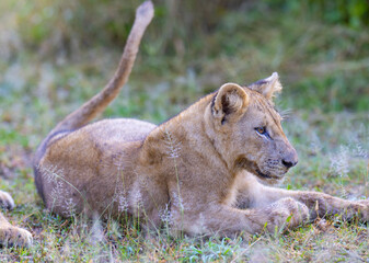 Lion cub in pride feeding on prey in natural African habitat