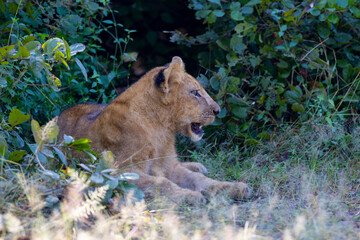 Lion cub in pride resting after feeding in natural African habitat