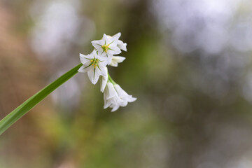 Three-cornered leek flower (Allium triquetrum)
