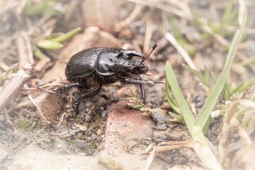 Minotaur beetle (Typhaeus typhoeus) walking across the ground