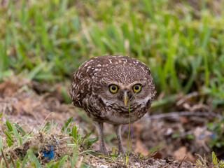 Burrowing Owl leaning forward