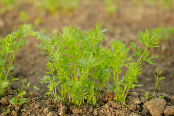 Carrot garden Daucus carota sativus detail leaves green root ground leaf close-up bio young vegetable plant soil garden harvest farmer farming fresh agricultural farm leaf food organic Europe