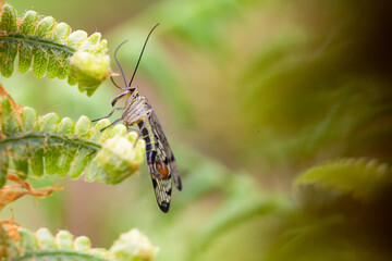 Scorpion fly (Panorpa communis) sitting on a leaf
