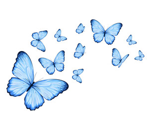 set of butterflies blue butterfly