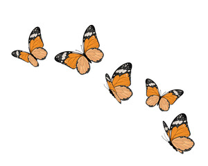 butterfly on white background