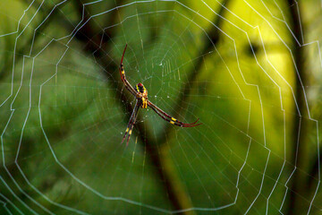 St. Andrew's Cross Spider (Argiope keyserlingi)