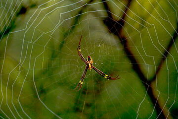 St. Andrew's Cross Spider (Argiope keyserlingi)
