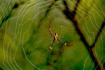 St. Andrew's Cross Spider (Argiope keyserlingi)