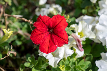 Obraz premium Surprise Red Petunia flower