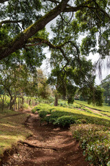 Beautiful tea farm plantation in Kenya, with clouds in the sky
