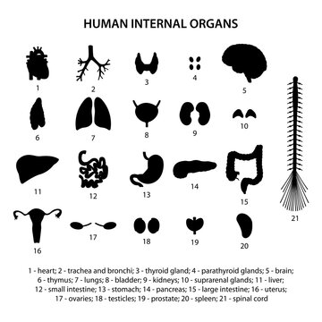 Black silhouettes human internal organs. Icon set.