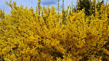 Fototapeta premium Bright yellow Forsythia bushes bloomed in spring in garden plots and parks