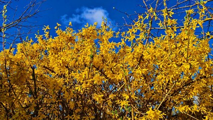 Bright yellow Forsythia bushes bloomed in spring in garden plots and parks