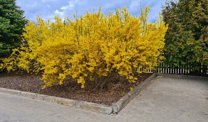 Bright yellow Forsythia bushes bloomed in spring in garden plots and parks