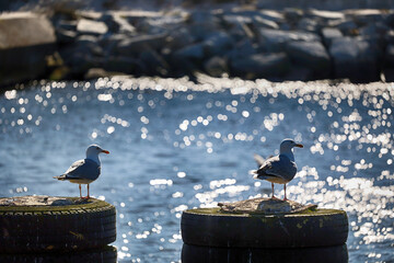 Dwa ptaki siedzą na falochronie nad morzem. Widok na Poruszona woda morska. - obrazy, fototapety, plakaty