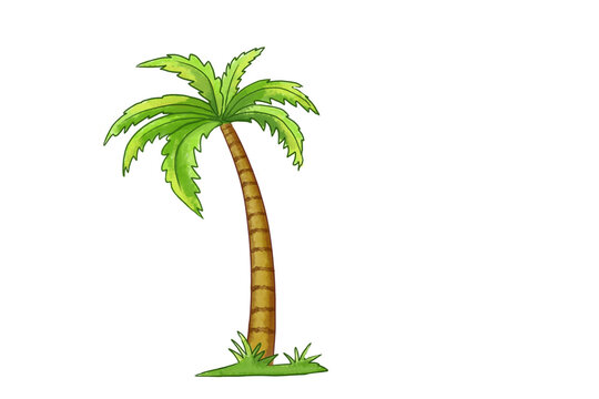 Watercolour palm tree illustration on transparent background.
