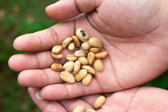 someone showing coffee beans in the palm of his hand