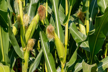 Cornfield with corn ear and silk growing on cornstalk. Ethanol, farming and agriculture concept