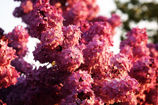 Blossom lilac flowers in spring in garden. branch of Blossoming purple lilacs in spring. Blooming lilac bush. Blossoming purple and violet lilac flowers. Spring season, nature background.