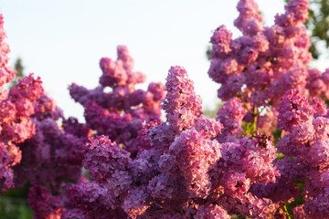 Fototapeta na wymiar Blossom lilac flowers in spring in garden. branch of Blossoming purple lilacs in spring. Blooming lilac bush. Blossoming purple and violet lilac flowers. Spring season, nature background.