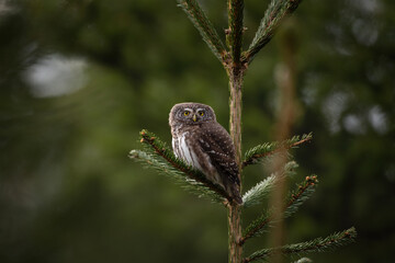 Eurasian pygmy owl is sitting on the tree. Glaucidium passerinum is looking eye to eye. European smallest owl.