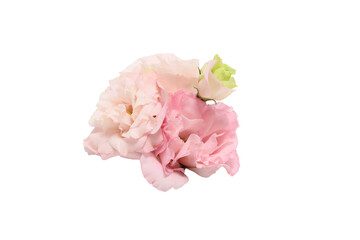 白バックのピンクのトルコキキョウの花束