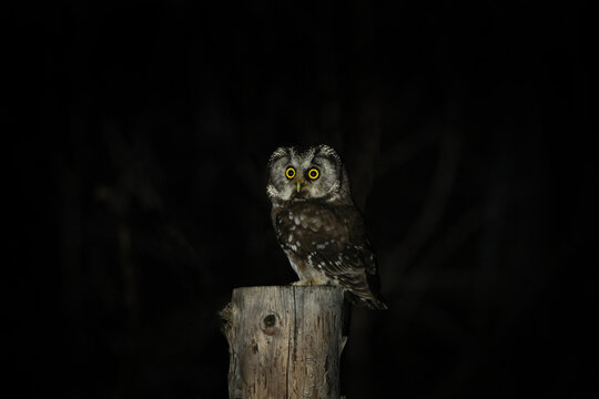 Rare boreal owl during night.  Small owl is sitting on the stake. Owl with big yellow eyes. Ornithology in Europe. 