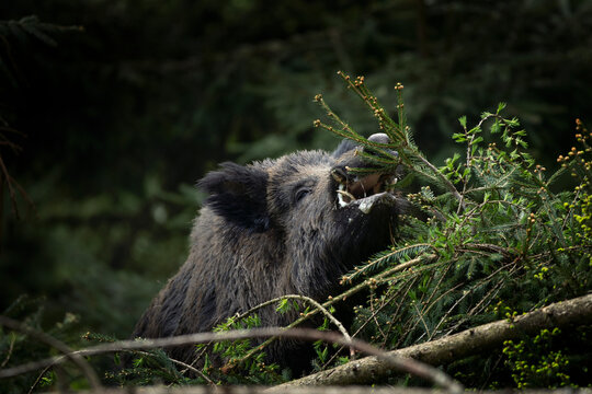 Wild boar in the forest. European nature during spring. Eye to eye contact with the boar.