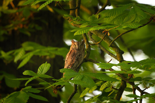Rare Eurasian scops owl on the tree. Small brown owl with the ears. Scops owl is sitting among chestnut leaf. Ornithology in Europe. 