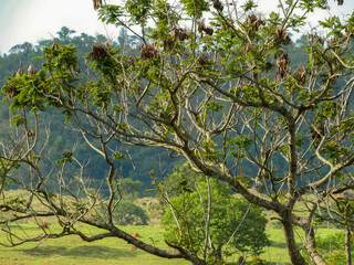 Fototapeta premium beautiful rural landscape brazil