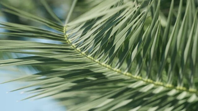  green palm leaves foliage over blue sky on tropical jungle island, summer vibe, traveling to warm countries,vertical footage