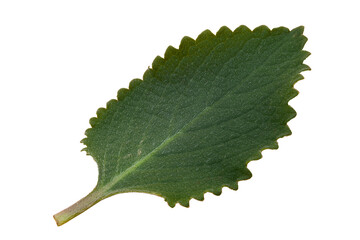 Green mint leaf in spots on transparent background. PNG. Macro photo. Photo in high quality.