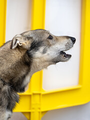 Lobito Herreño spanish breed and native breed of Canary Island