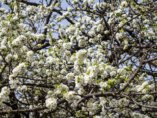 White flowers on plum tree branches