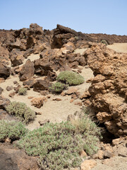 Plants in area of the viewpoint of the San Jose Mines in the Teide National Park Tenerife