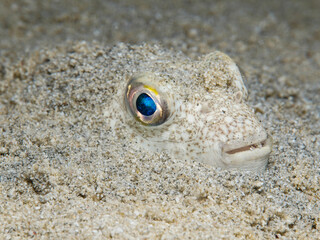 Yellow spotted puffer fish from Cyprus