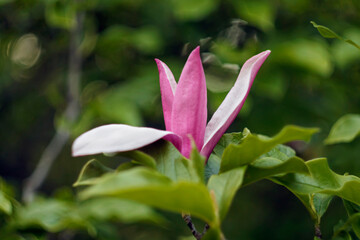 Close-up of purple magnolia flower in full bloom. Adobe RGB color profile.