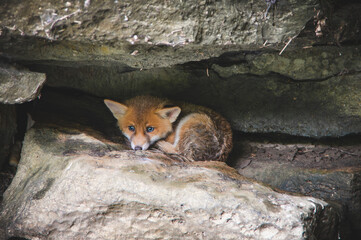 Fuchs, Fuchsbaby, Fels, Berg, Wildtier, Baby, Welpe