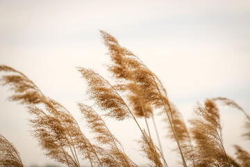 Reed grass inflorescences against the clear sky as a background