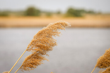 The reed grass inflorescences on a shore of the lake in golden sunlight as a background