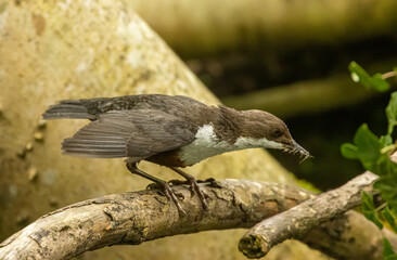 Fototapeta premium Dipper, brown and white water bird with beautiful feathers and plumage searching for bugs in the water to feed young