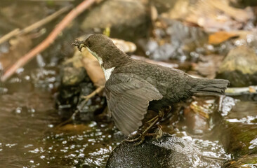 Dipper, brown and white water bird with beautiful feathers and plumage searching for bugs in the water to feed young