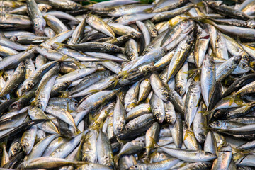 Fish on market stall