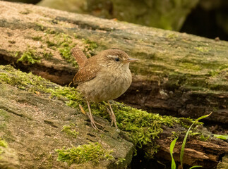 Beautiful tiny wren, small brown bird, perched on an old wooden tree trunk in the forest with natural green woodland background 