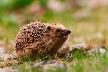 European hedgehog (Erinaceus europaeus) sniffing the air searching for food in the grass. © Henri