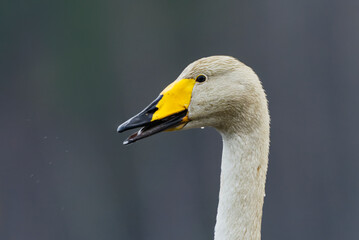 Whooper swan (Cygnus cygnus) closeup with open beak in the lake in spring.