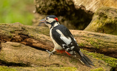 Great spotted woodpecker on old tree trunks searching for grubs in the wood in the forest with natural woodland green background and beautiful red, black and white plumage