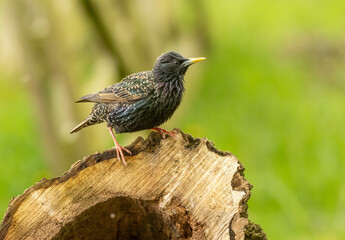 Beautiful and colourful, iridescent plumage and feathers of a starling bird perched on an old tree stump tin the woodland with natural green forest background 