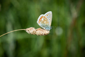 Common Blue butterfly resting on a dried grass stalk